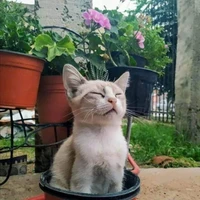 vincent's profile picture